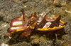 Flamboyant cuttlefish, Lembeh Strait, Indonesia Poster Print by VWPics/Stocktrek Images - Item # VARPSTVWP401110U