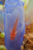 Red goby with a clutch of eggs on a blue tunicate, Bali, Indonesia Poster Print by Mathieu Meur/Stocktrek Images - Item # VARPSTMME400389U