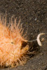 Close-up of a hairy striped frogfish with worm-like lure extended to attract prey Poster Print by VWPics/Stocktrek Images - Item # VARPSTVWP401136U