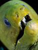 Green moray eel close-up on Caribbean reef Poster Print by Karen Doody/Stocktrek Images - Item # VARPSTKWD400030U