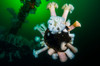 Giant plumose anemones on a wreck structure in Puget Sound, Washington Poster Print by Jennifer Idol/Stocktrek Images - Item # VARPSTJDL400071U