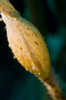 Sack of a yellow ghost pipefish with many eggs visible inside Poster Print by Mathieu Meur/Stocktrek Images - Item # VARPSTMME400647U