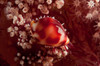 Tiny cowrie shell on dendronephtya soft coral, Indonesia Poster Print by Mathieu Meur/Stocktrek Images - Item # VARPSTMME400193U