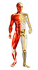 Anatomy of male body with half skeleton and half muscular system Poster Print by Leonello Calvetti/Stocktrek Images - Item # VARPSTVET700035H