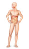 Male body standing, with full digestive system superimposed Poster Print by Leonello Calvetti/Stocktrek Images - Item # VARPSTVET700045H