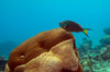 A Rainbow Parrotfish swimming over brain coral Poster Print by Michael Wood/Stocktrek Images - Item # VARPSTWOD400127U