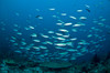 Thick school of fusilier fish in blue water, Komodo, Indonesia Poster Print by Mathieu Meur/Stocktrek Images - Item # VARPSTMME400343U