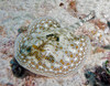 Yellow stingray in Caribbean Sea Poster Print by Karen Doody/Stocktrek Images - Item # VARPSTKWD400007U