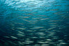 Large school of Mexican barracuda, Sea of Cortez, Baja California, Mexico Poster Print by VWPics/Stocktrek Images - Item # VARPSTVWP401406U