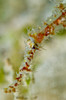 Head portrait of a translucent red juvenile ghost pipefish Poster Print by Mathieu Meur/Stocktrek Images - Item # VARPSTMME400653U