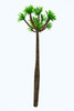 Pachypodium arboreal plant on white background Poster Print by Corey Ford/Stocktrek Images - Item # VARPSTCFR200904P