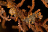 Pair of yellow pygmy seahorse, North Sulawesi Poster Print by Mathieu Meur/Stocktrek Images - Item # VARPSTMME400366U