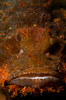 Orange and brown face of a scorpionfish, North Sulawesi, Indonesia Poster Print by Mathieu Meur/Stocktrek Images - Item # VARPSTMME400421U Orange and brown face of a scorpionfish, North Sulawesi, Indonesia Poster Print by Mathieu Meur/Stocktrek Images - Item # VARPSTMME400421U