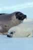 A young harp seal laying with its mother, Canada Poster Print by VWPics/Stocktrek Images - Item # VARPSTVWP400011U