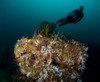 British free diver behind gorgonian coral reef, Sea of Cortez, Mexico Poster Print by VWPics/Stocktrek Images - Item # VARPSTVWP401470U