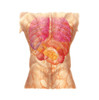 Abdominal quadrants with internal organs and rib cage Poster Print by Stocktrek Images - Item # VARPSTSTK701103H