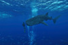 Whale shark and diver, Maldives Poster Print by Mathieu Meur/Stocktrek Images - Item # VARPSTMME400205U