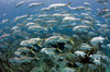 Schooling Crevalle Jacks on Caribbean reef Poster Print by Karen Doody/Stocktrek Images - Item # VARPSTKWD400031U