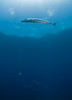 Great Barracuda hooked with fishing line in Atlantic Ocean Poster Print by Karen Doody/Stocktrek Images - Item # VARPSTKWD400112U
