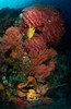 Reef sponge coral and yellow fish, North Sulawesi, Indonesia Poster Print by Mathieu Meur/Stocktrek Images - Item # VARPSTMME400169U