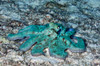 Caribbean reef octopus in the Caribbean Sea Poster Print by VWPics/Stocktrek Images - Item # VARPSTVWP400093U
