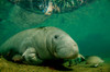 West Indian manateein a Florida river Poster Print by VWPics/Stocktrek Images - Item # VARPSTVWP400518U