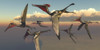 A flock of Pterodactylus pterosaurs flying in the sky Poster Print by Corey Ford/Stocktrek Images - Item # VARPSTCFR200927P