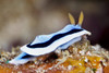 Nudibranch feeding on algae, Papua New Guinea Poster Print by Terry Moore/Stocktrek Images - Item # VARPSTTMO400293U