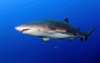 Sand Tiger Shark with remoras off coast of North Carolina Poster Print by Karen Doody/Stocktrek Images - Item # VARPSTKWD400047U