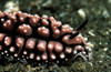 Nudibranch, Tulamben, Bali, Indonesia Poster Print by VWPics/Stocktrek Images - Item # VARPSTVWP401501U