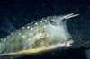 Close-up of a longhorm cowfish, Lembeh Strait, Indonesia Poster Print by VWPics/Stocktrek Images - Item # VARPSTVWP401152U