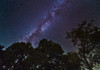 Milky Way above live oak and mesquite trees Poster Print by John Davis/Stocktrek Images - Item # VARPSTJDA100020S