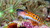 Clown blenny, New Ireland, Papua New Guinea Poster Print by Bruce Shafer/Stocktrek Images - Item # VARPSTBRU400188U