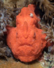 Frogfish in the Philippines Poster Print by Brandi Mueller/Stocktrek Images - Item # VARPSTBMU400248U