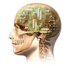 Male human head with skull and artificial electronic circuit brain Poster Print by Leonello Calvetti/Stocktrek Images - Item # VARPSTVET700068H