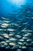 School of Bigeye Trevally with diver, Solomon Islands Poster Print by Todd Winner/Stocktrek Images - Item # VARPSTTSW400144U