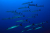 School of blackfin barracuda, Marshall Islans Poster Print by VWPics/Stocktrek Images - Item # VARPSTVWP400078U