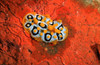 Nudibranch, Tulamben, Bali, Indonesia Poster Print by VWPics/Stocktrek Images - Item # VARPSTVWP401498U
