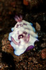 Chromodoris hintuanensis sea slug nudibranch Poster Print by Mathieu Meur/Stocktrek Images - Item # VARPSTMME400023U