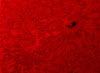 H-alpha Sun in red with sunspot Poster Print by Rolf Geissinger/Stocktrek Images - Item # VARPSTRGE100019S