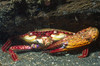 Swimming crab, Lembeh Straits, Indonesia Poster Print by VWPics/Stocktrek Images - Item # VARPSTVWP401147U