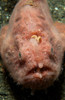 Pink frogfish with open mouth, North Sulawesi Poster Print by Mathieu Meur/Stocktrek Images - Item # VARPSTMME400256U