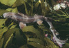 Rusty carpet shark resting on Ecklonia kelp fronds, Australia Poster Print by VWPics/Stocktrek Images - Item # VARPSTVWP401282U