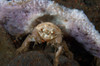 Decorator crab with mauve sponge on the head, Bali, Indonesia Poster Print by Mathieu Meur/Stocktrek Images - Item # VARPSTMME400303U