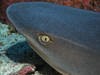 Head of a whitetip reef shark at Cocos Island, Costa Rica Poster Print by Brent Barnes/Stocktrek Images - Item # VARPSTBBA400166U