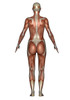 Anatomy of female muscular system, back view Poster Print by Elena Duvernay/Stocktrek Images - Item # VARPSTEDV700014H