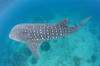A whale shark swimming in the clear water of Sogod bay, Southern Leyte, Philippines Poster Print by VWPics/Stocktrek Images - Item # VARPSTVWP400928U