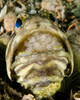 A male jawfish with a brood of incubating eggs in his mouth Poster Print by Brent Barnes/Stocktrek Images - Item # VARPSTBBA400031U