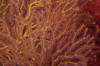 Soft coral polyps feeding, Beqa Lagoon, Fiji Poster Print by Terry Moore/Stocktrek Images - Item # VARPSTTMO400411U