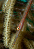 Juvenile Trumpetfish on soft coral in Caribbean Sea Poster Print by Karen Doody/Stocktrek Images - Item # VARPSTKWD400093U